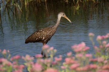 Limpkin Wading near Pink Blossoms Circle B Bar Reserve Lakeland FL
