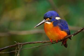Azure Kingfisher - Ceyx azureus very colourful bird, deep blue to azure back, white to buff spot on the side, northern and eastern Australia and Tasmania, as well as the lowlands of New Guinea - 631885477