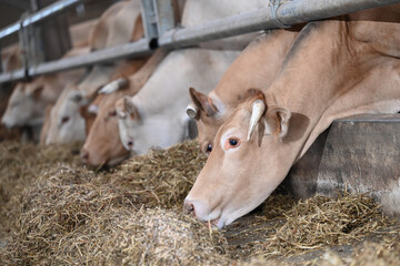 agriculture ferme betail vache veau taureau lait boeuf elevage bio Wallonie Belgique corne