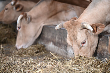 agriculture ferme betail vache veau taureau lait boeuf elevage bio Wallonie Belgique corne