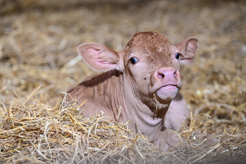 agriculture ferme betail vache veau taureau lait boeuf elevage bio Wallonie Belgique jeune