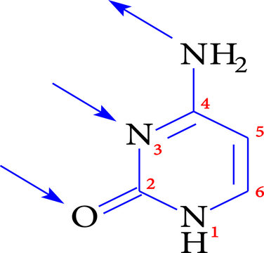 structure of cytosine , vector illustration