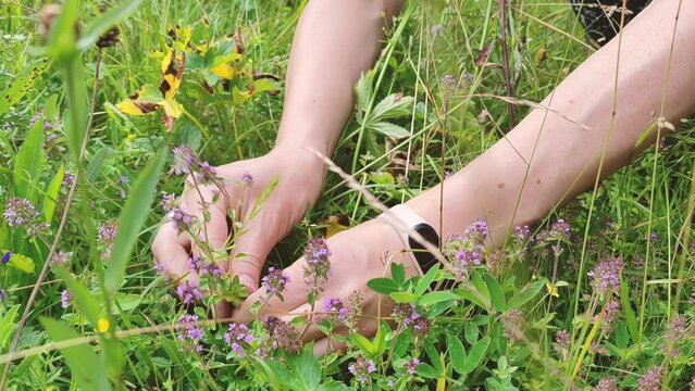 Woman gather of herb Thymus serpyllum, Breckland thyme. Breckland wild thyme, creeping thyme or elfin thyme blossoms gathering. Natural medicine. Culinary ingredient, tea and fragrant spice in habitat