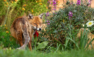 Red fox standing on green grass with flowers at the background