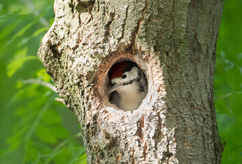 Great spotted woodpecker juvenile sitting in a nest in spring