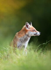 Close-up of a Red fox in a meadow