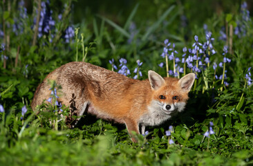 Naklejka na ściany i meble Red fox amongst bluebells in spring