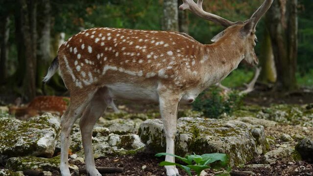 Male fallow deer, buck with antlers in natural environment. Deer Dama dama. Vision Park in Auberive region, France. Slow motion