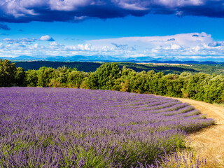 Obraz na płótnie Canvas Landscape with lavender field in Provence France