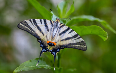 Plum Swallowtail butterfly (Iphiclides podalirius)