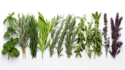 Fresh Mediterranean herbs and spices isolated on transparent background, sage, rosemary branches and leaves, thyme, oregano, thyme, green and black peppers, top view, lying flat