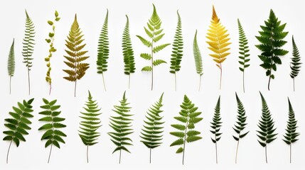 Many different pressed fern leaves isolated on white background, nature cut out, botanic, botanical herb or forest design element,