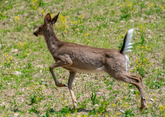 deer running