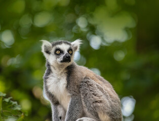 The ring-tailed lemur, Lemur catta is a large strepsirrhine primate and the most recognized lemur due to its long, black and white ringed tail.Like all lemurs it is endemic to the island of Madagascar © britaseifert