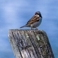 Chickadee on wooden post