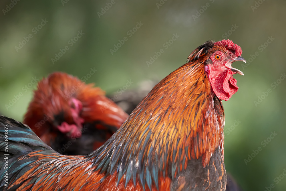 Wall mural Crowing rooster in the farm