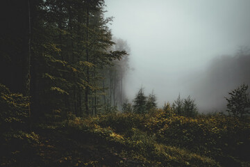 Mysterious misty morning in the autumn forest