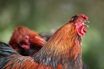 Crowing rooster in the farm