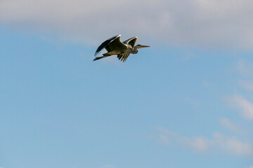 Reiher fliegt hoch in den Himmel hinaus