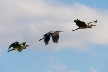 Reiher fliegt hoch in den Himmel hinaus
