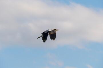 Reiher fliegt hoch in den Himmel hinaus