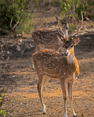 A Spotted Dear