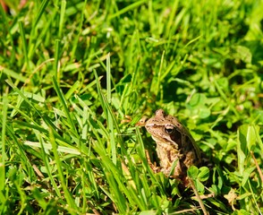 The brown frog is sitting in the green grass on the lawn.