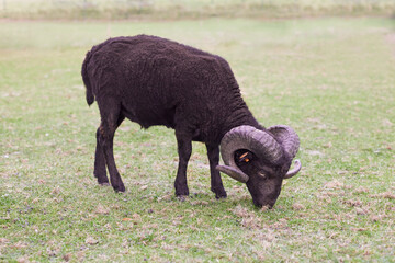 Freshly fleeced male ouessant sheep