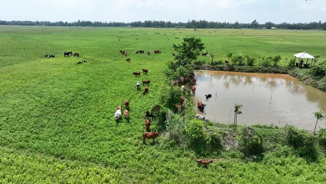 Scenic shot of cows drinking on a water pond in the middle of a pasture field.Aerial of cattle's drinking water from small pond