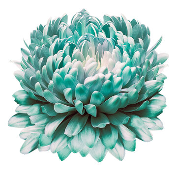 Flower  green  chrysanthemum flower  on isolated background with clipping path. Closeup..  .  Nature.