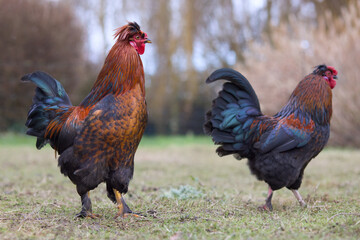 Roosters free on farm