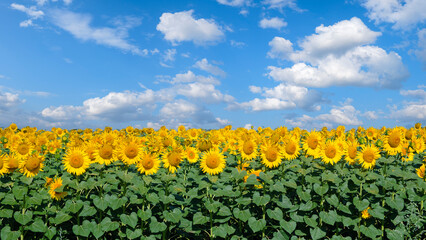 Sunflower field. field of blooming sunflowers on a blue sky background