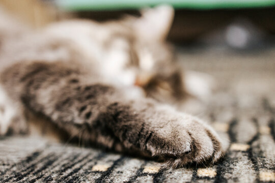 gray cat close-up. close-up of a cat's paw. sleeping cat. photo with shallow depth of field.