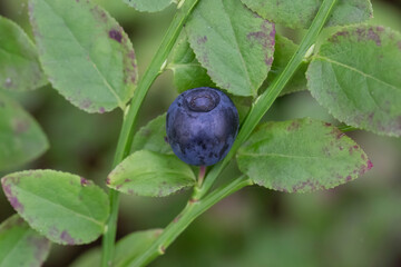 Blueberries in the forest on a summer day.Picking blueberries in the forest.