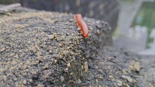 A wet trigoniulus corallinus or millipede crawling on the concrete wall