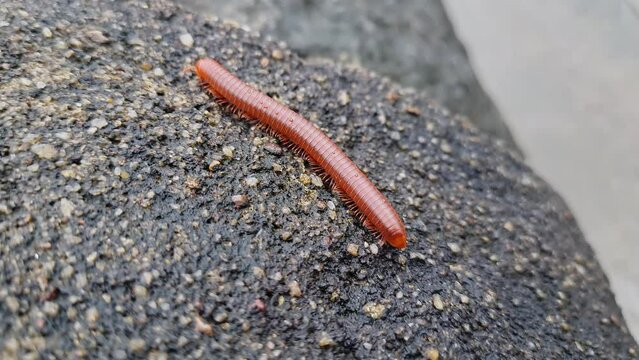 A wet trigoniulus corallinus or millipede crawling on the concrete wall