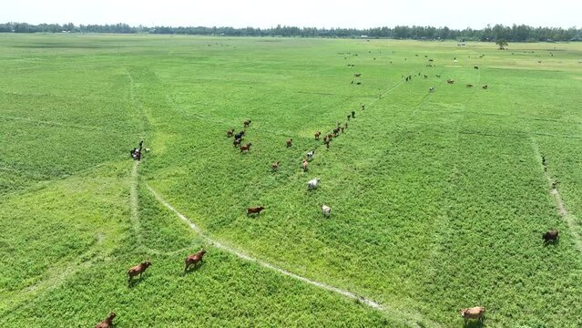 Cow animal cattle graze nature sun field farm meat milk grass.