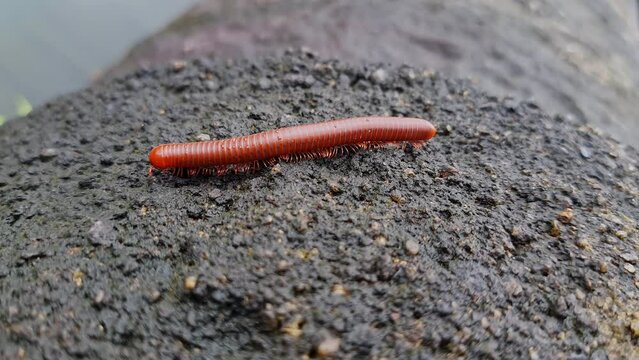 A wet trigoniulus corallinus or millipede crawling on the concrete wall