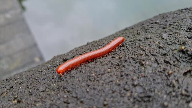 A wet trigoniulus corallinus or millipede crawling on the concrete wall