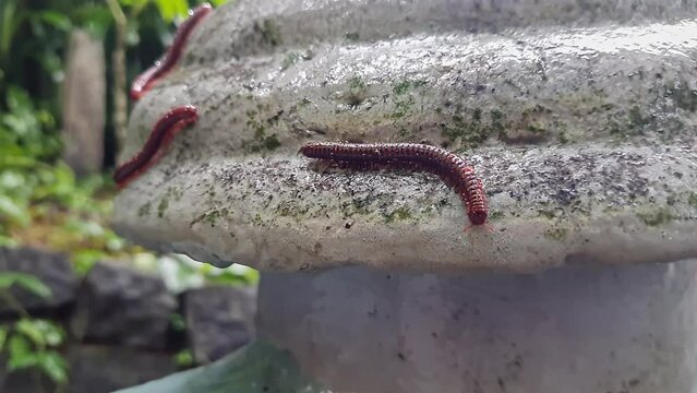 Wet trigoniulus corallinus or millipedes crawling on the concrete in the rain