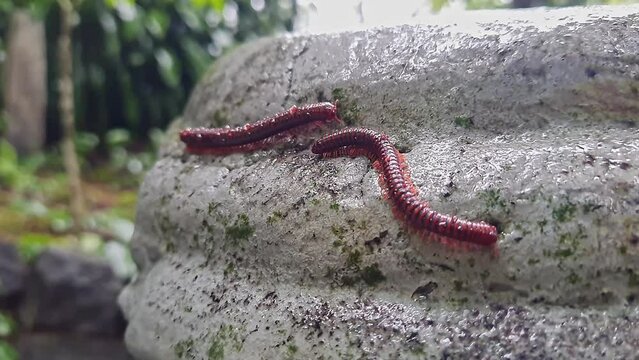 Wet trigoniulus corallinus or millipedes crawling on the concrete in the rain