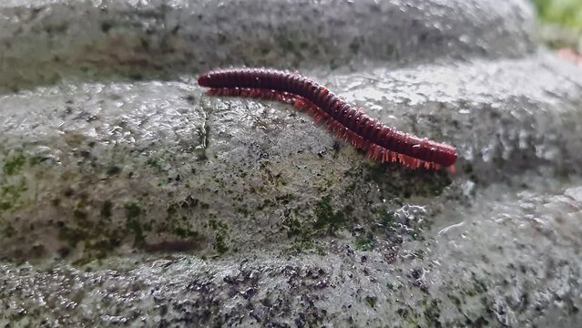 A wet trigoniulus corallinus or millipede crawling on the concrete wall