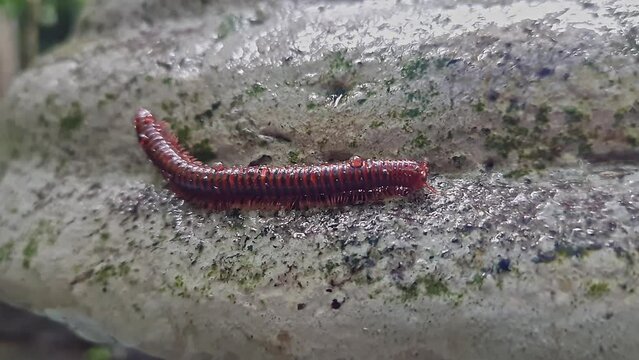 A wet trigoniulus corallinus or millipede crawling on the concrete wall