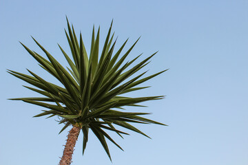 Naklejka premium palm tree against blue sky
