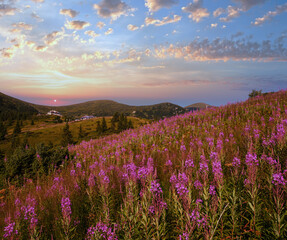 Pink blooming Sally and yellow hypericum flowers on summer mountain slope. In far - Pozhyzhevska...