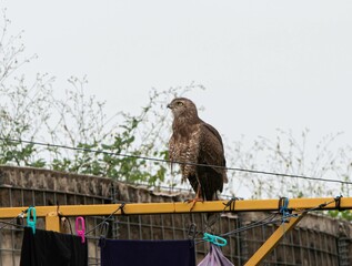 one buzzard sitting on top of a clothes line in a backyard