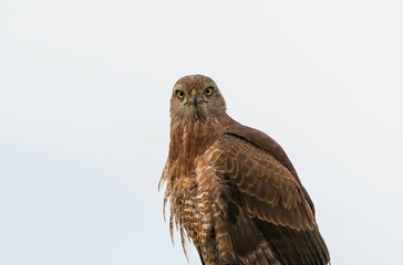 one buzzard standing on a pole and looking alert