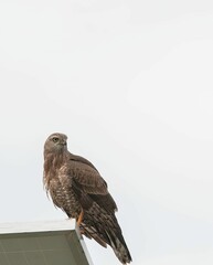 one buzzard standing on a pole and looking alert