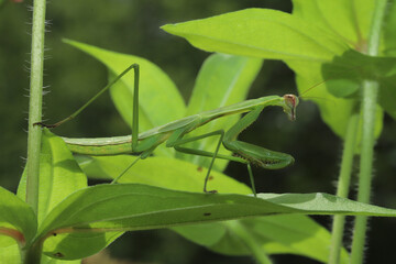 A bright green Chinese Praying Mantis (Tenodera sinensis) blends into the green leaves of a garden while it hunts is prey. This mantis has not yet developed its adult wings.