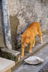 A yellow street cat in front of a grey wall in thessaloniki greece.